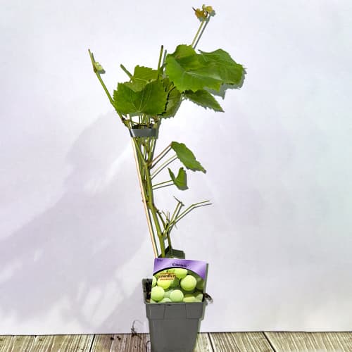 Winorośl Ontario, P9 interface.image 2 interface.art 6956