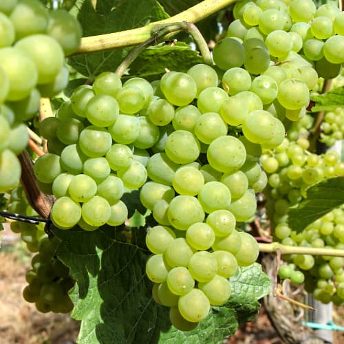 Winorośl Perła Zalii interface.image 1 interface.art 5564