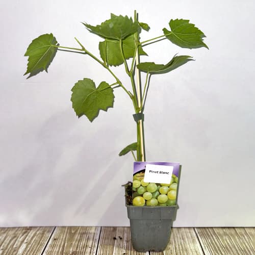 Winorośl Pinot Blanc, Р9 interface.image 2 interface.art 4895