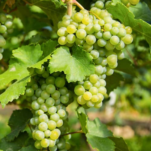 Winorośl Prim interface.image 1 interface.art 5565