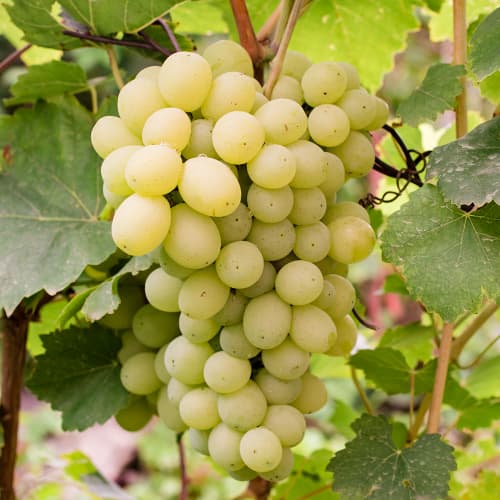 Winorośl Refren interface.art zdjęcie 1 Winorośl Refren interface.image 1 interface.art 4896