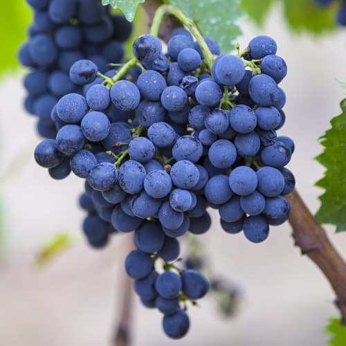 Winorośl Rondo interface.image 1 interface.art 6958