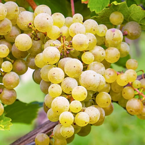 Winorośl Seyval Blanc, P9 interface.art zdjęcie 1 Winorośl Seyval Blanc, P9 interface.image 1 interface.art 7343