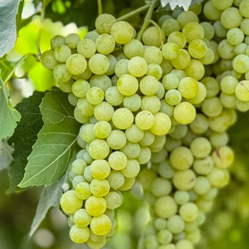 Winorośl Solaris, P9 interface.image 1 interface.art 6951