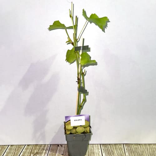 Winorośl Solaris, P9 interface.image 2 interface.art 6951