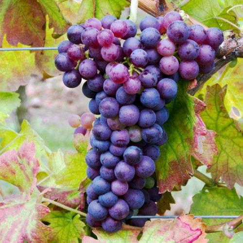 Winorośl Swenson Red interface.image 1 interface.art 7375