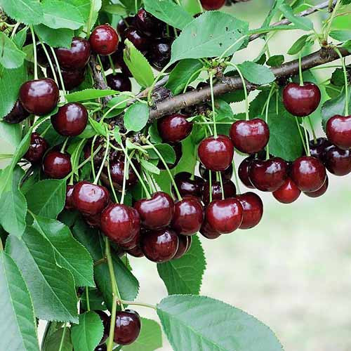 Wiśnia Achat, С2 interface.image 1 interface.art 4848