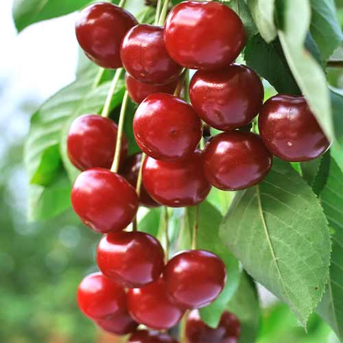 Wiśnia (columnar) Achat interface.image 1 interface.art 2024