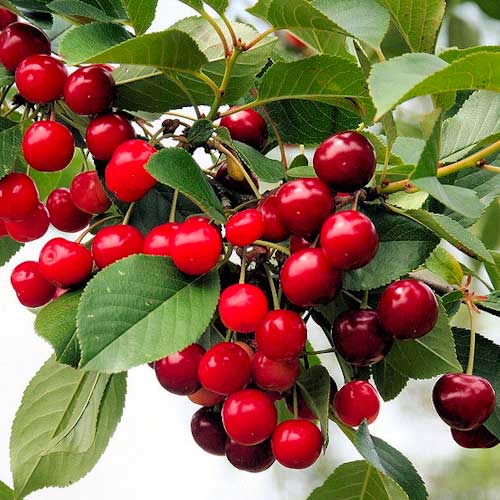 Wiśnia Florinas, С2 interface.image 1 interface.art 1627