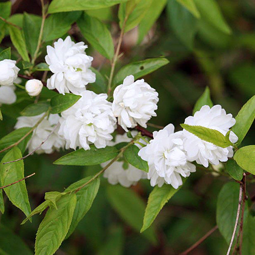 Pięciornik krzewiasty Alba interface.image 1 interface.art 9589