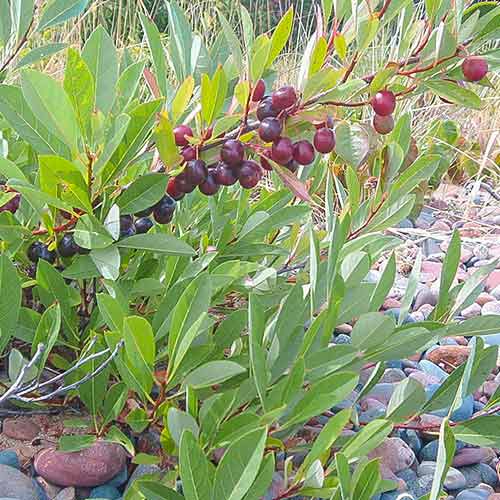 Wiśnia karłowa Depressa interface.image 1 interface.art 4108