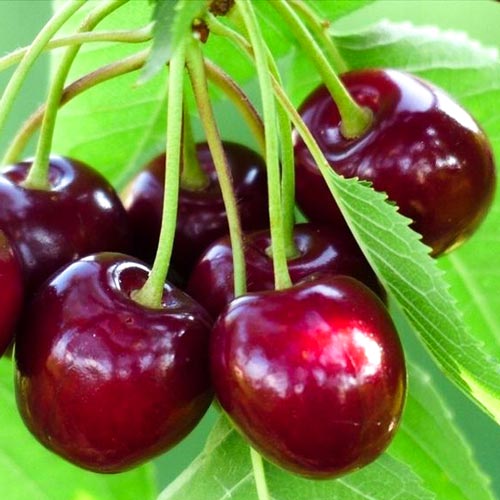 Wiśnia Keleris interface.image 1 interface.art 7498