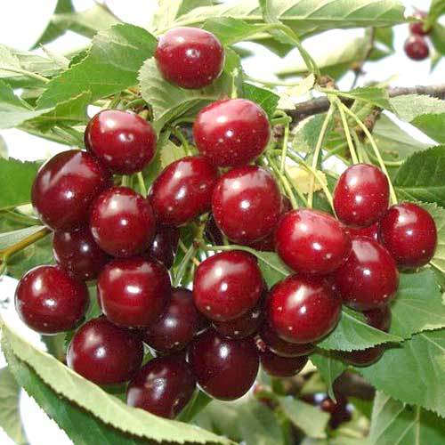 Wiśnia Łutówka interface.image 1 interface.art 8636