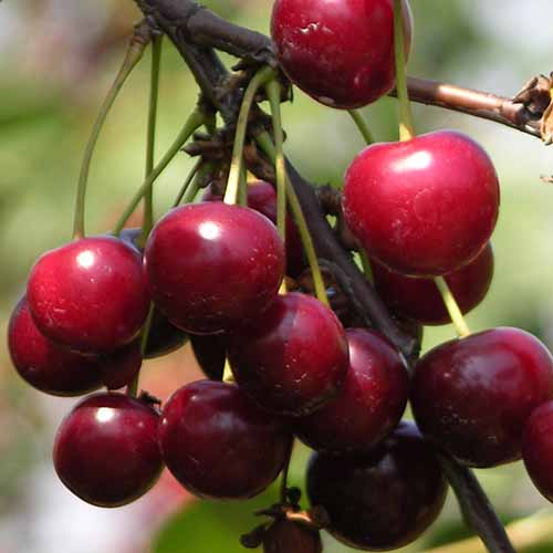 Wiśnia Lutowka interface.image 1 interface.art 4847