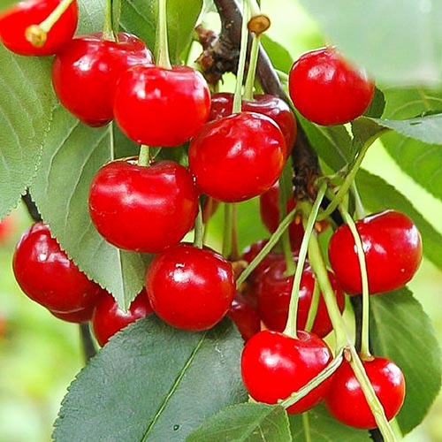 Wiśnia Pandy interface.image 1 interface.art 6922