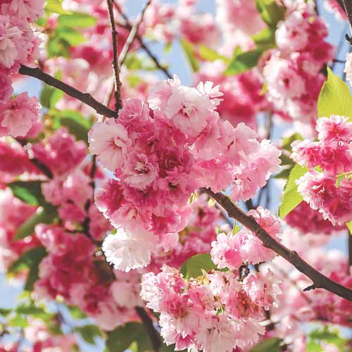 Wisnia pilkowana Pink Perfection   interface.image 1 interface.art 9159