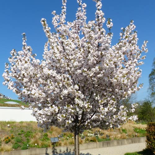 Wisnia pilkowana Sunset Boulevard interface.image 1 interface.art 2043