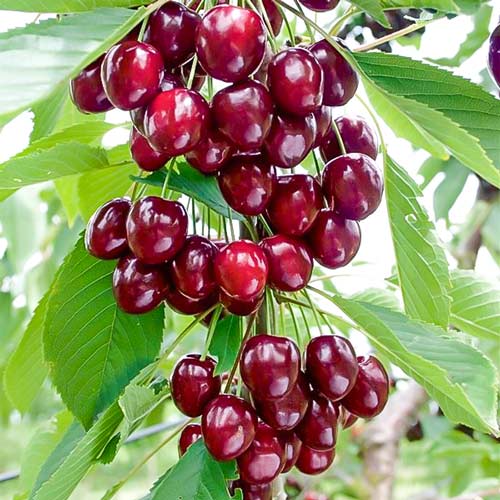 Wiśnio-czereśnia kolumnowa Caroline, С2 interface.art zdjęcie 1 Wiśnio-czereśnia kolumnowa Caroline, С2 interface.image 1 interface.art 1971