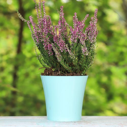 Wrzos pospolity Amethyst interface.image 1 interface.art 5425