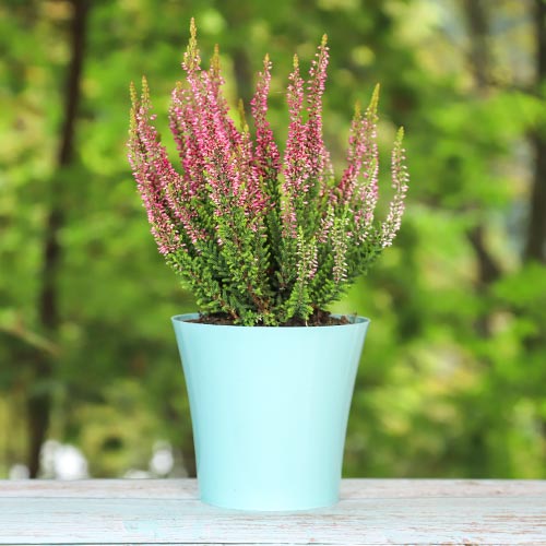 Wrzos pospolity Athene interface.image 1 interface.art 5424