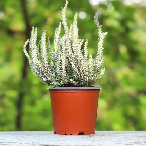 Wrzos pospolity Betty interface.image 1 interface.art 5432