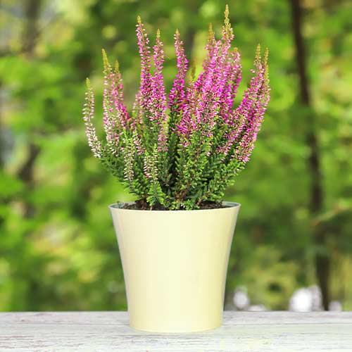 Wrzos pospolity Dunja interface.image 1 interface.art 5437