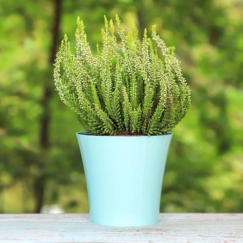 Wrzos pospolity Elisa interface.image 1 interface.art 5438