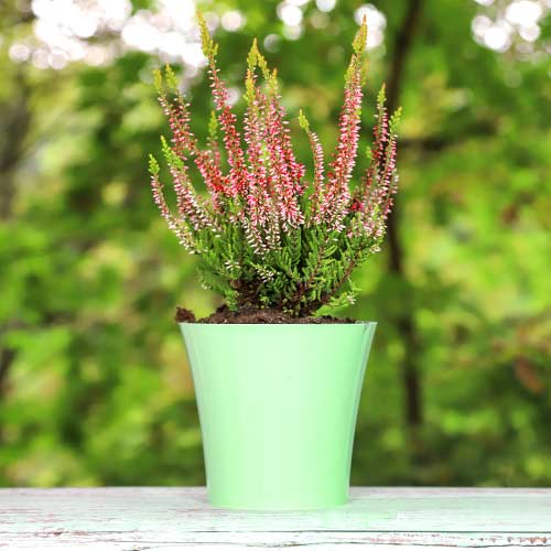 Wrzos pospolity Franca interface.image 1 interface.art 5439