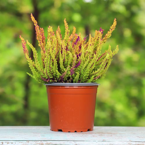 Wrzos pospolity Golden Angie interface.image 1 interface.art 5426