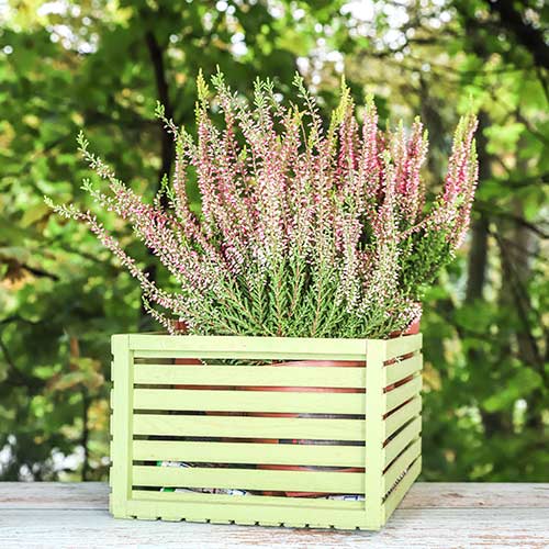 Wrzos pospolity Lena interface.image 1 interface.art 5434