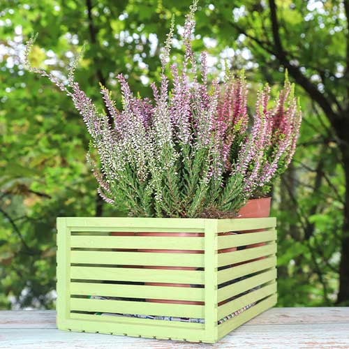 Wrzos pospolity Lilli interface.image 1 interface.art 5435