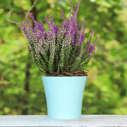 Wrzos pospolity Lisabeth interface.image 1 interface.art 5423