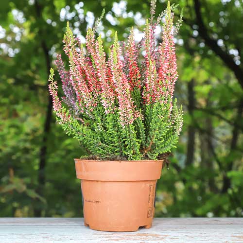 Wrzos pospolity Martina interface.image 1 interface.art 5436