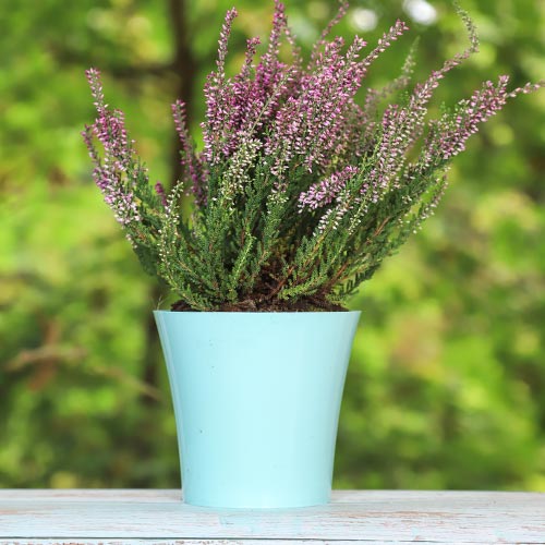 Wrzos pospolity Pink Bettina interface.image 1 interface.art 5433