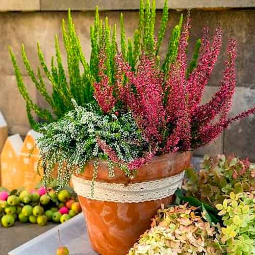 Wrzos pospolity Trio Girls Athene/Elisa/Amethyst interface.image 1 interface.art 5896