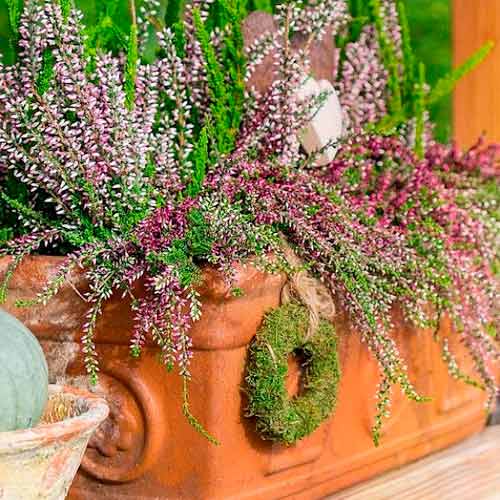 Wrzos pospolity Trio Girls Hilda/Elisa/Amethyst interface.image 1 interface.art 5897