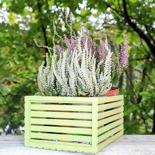 Wrzos pospolity Trio Girls Zelia/Zilly/Zelda interface.image 1 interface.art 5430