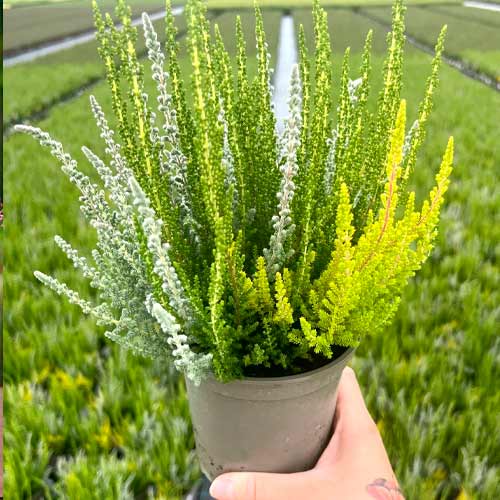 Wrzos pospolity Trio Girls Zelia/Zilly/Zoe interface.image 1 interface.art 5429