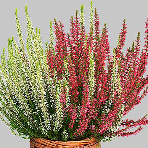 Wrzos pospolity Twins Athene/Hilda interface.image 1 interface.art 5431