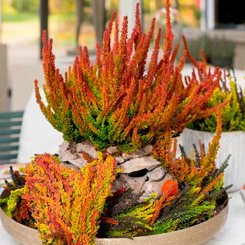 Wrzos pospolity Twins Franca Helena interface.image 1 interface.art 5898