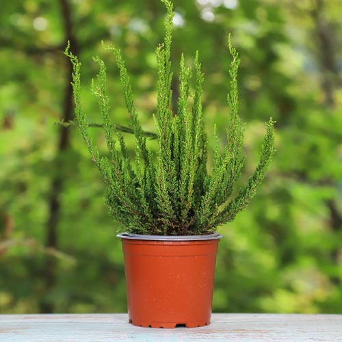 Wrzos pospolity Zelda interface.image 1 interface.art 5440