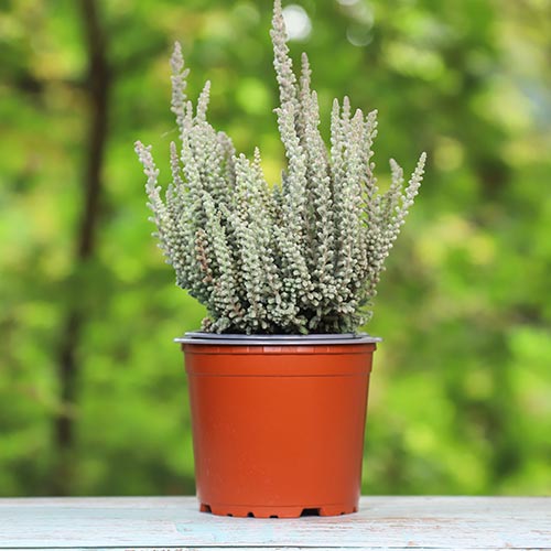 Wrzos pospolity Zilly interface.image 1 interface.art 5441