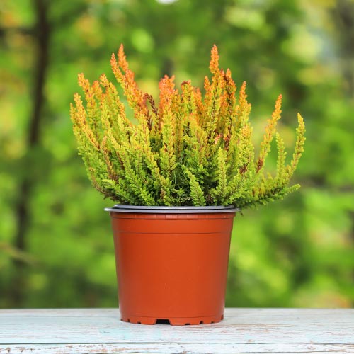 Wrzos pospolity Zoe interface.image 1 interface.art 5442