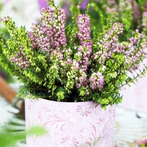 Wrzosiec Darley Dale interface.image 1 interface.art 5596