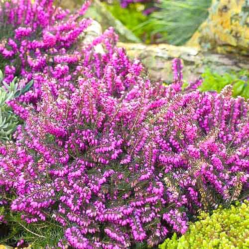 Wrzosiec Kramer's Rote interface.image 1 interface.art 76690