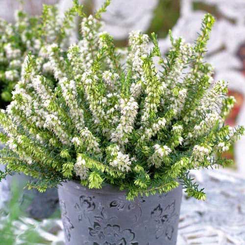 Wrzosiec White Perfection interface.image 1 interface.art 76691