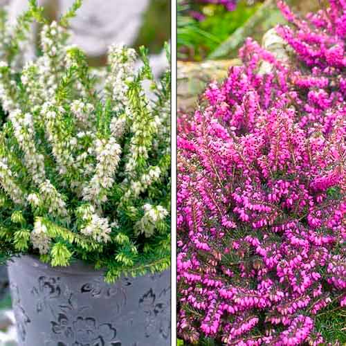 Super oferta! Wrzosiec, zestaw 2 odmian interface.image 1 interface.art 76707