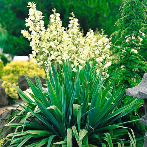 Yucca Filamentosa interface.image 1 interface.art 5633