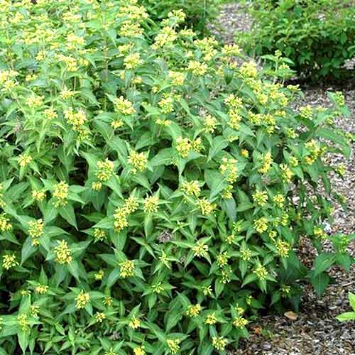 Zadrzewnia bezogonkowa Butterfly interface.image 1 interface.art 4431