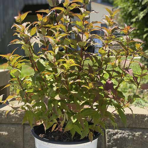 Zadrzewnia nadbrzeżna Kodiak Red ®, С3 interface.image 1 interface.art 8525